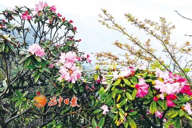 香爐山上杜鵑紅